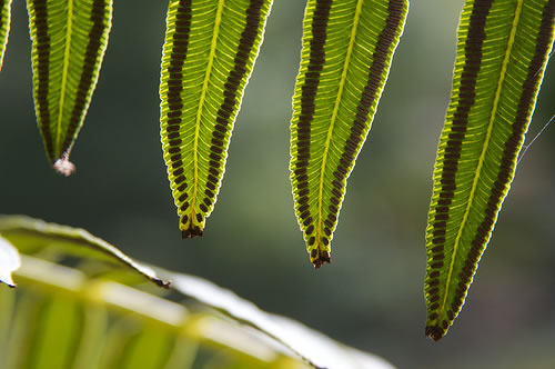 picture of leaves